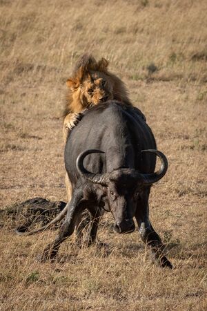 Male lion jumps Cape buffalo from behindの写真素材
