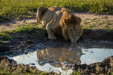 Male lion drinks from pool showing reflectionの写真素材