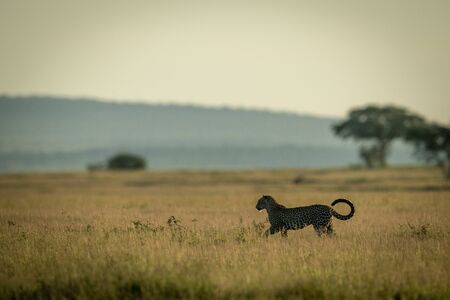 Male leopard walks through grass near treesの写真素材