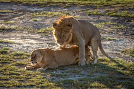 Male lion mates with lioness on savannahの写真素材