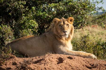 Male lion on termite mound faces cameraの写真素材