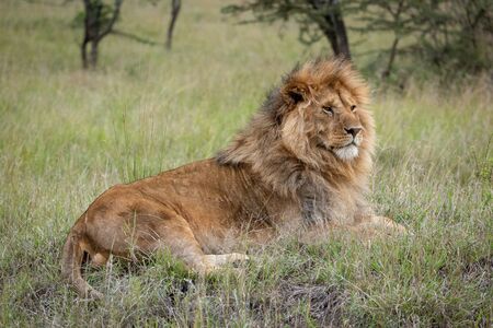 Male lion lying in grass facing right