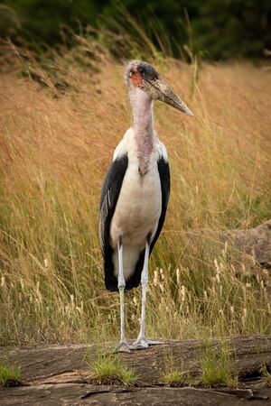 Marabou stork stands on rock facing cameraの写真素材