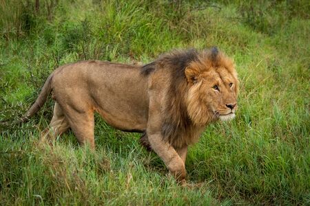 Male lion walks in grass lifting pawの写真素材