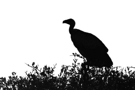 Mono white-backed vulture perched on leafy bushの写真素材