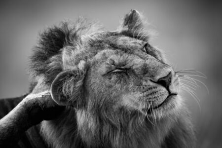 Mono close-up of male lion scratching himselfの写真素材