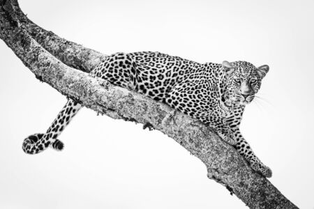 Mono leopard lies on branch looking rightの写真素材
