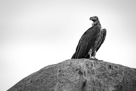Mono lappet-faced vulture on rock looking backの写真素材
