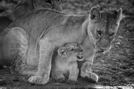 Mono cub with lioness at water holeの写真素材