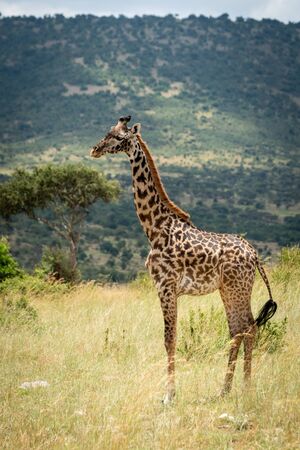 Masai giraffe stands in profile on hillsideの写真素材