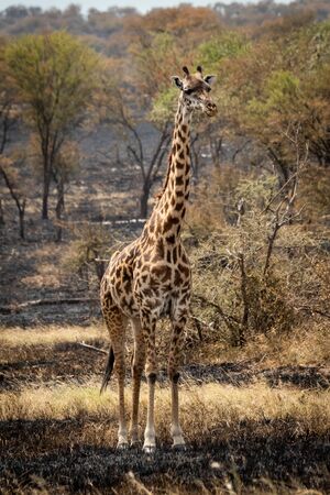 Masai giraffe eyeing camera from burnt grasslandの写真素材