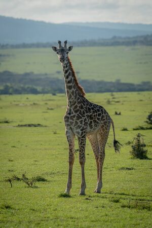 Masai giraffe calf stands staring at cameraの写真素材
