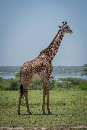 Masai giraffe standing with lake in backgroundの写真素材