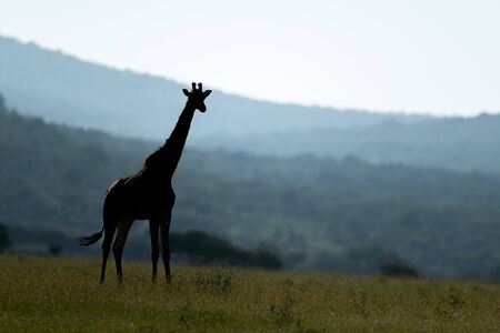 Masai giraffe stands with distant hills behindの写真素材
