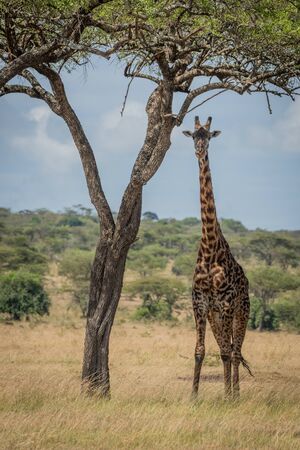 Masai giraffe eyes camera from beneath treeの写真素材