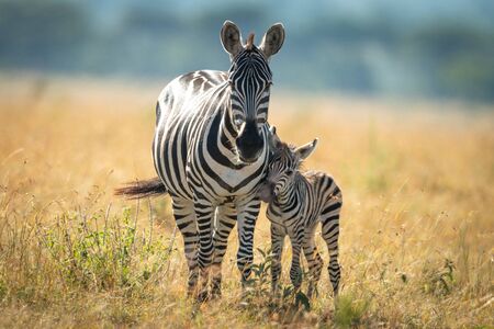 Plains zebra and foal stand facing cameraの写真素材
