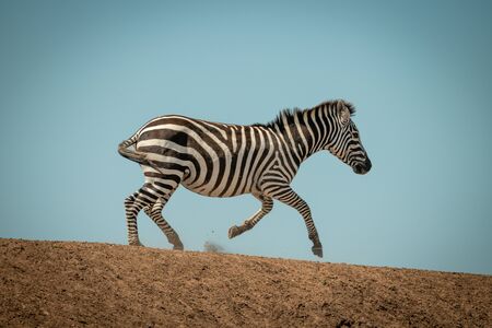 Plains zebra gallops along ridge in sunshineの写真素材