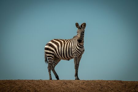 Plains zebra stands facing camera on horizonの写真素材