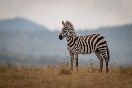 Plains zebra foal stands in long grassの写真素材