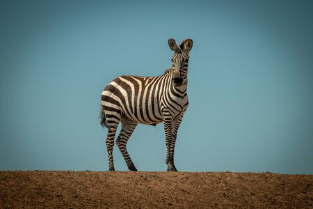 Plains zebra stands urinating on sunlit ridgeの写真素材