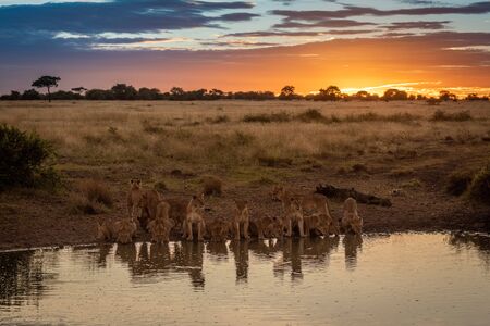 Pride of lions lie drinking from pondの写真素材