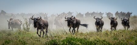 Panorama of blue wildebeest galloping past zebraの写真素材