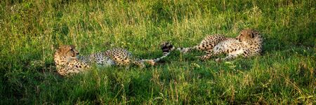 Panorama of two male cheetah lying side-by-side