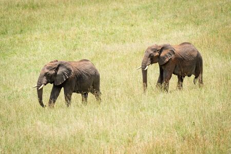 One African elephant follows another in grasslandの写真素材