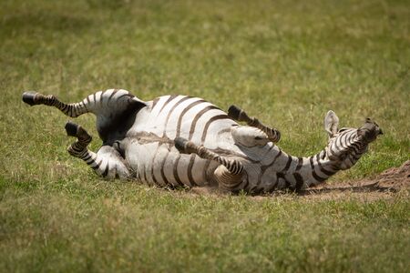 Plains zebra enjoys dust bath on grasslandの写真素材