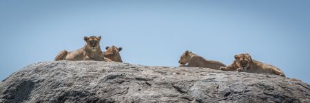 Panorama of four lions lying on rockの写真素材