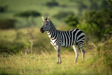 Plains zebra stands eyeing camera in grassの写真素材
