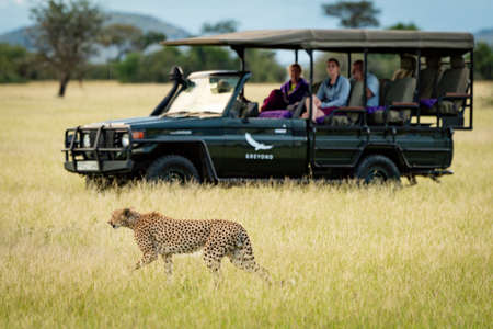 People in truck watch cheetah walk pastのeditorial素材