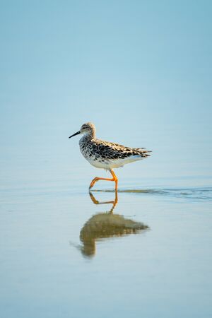 Ruff lifts foot walking through shallow lakeの写真素材
