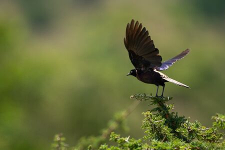 Ruppell long-tailed starling takes off from thornbushの写真素材