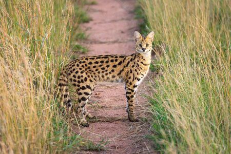 Serval eyes camera from middle of trackの写真素材