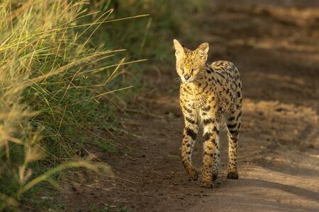 Serval walks on dirt track with raised pawの写真素材