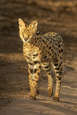 Serval walks on dirt track in sunshineの写真素材