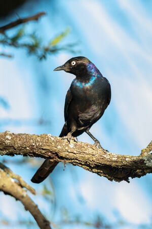 Ruppell long-tailed starling turns head on branchの写真素材