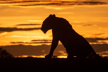 Silhouette of lioness getting up at sunriseの写真素材