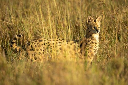 Serval stands in long grass in sunshineの写真素材