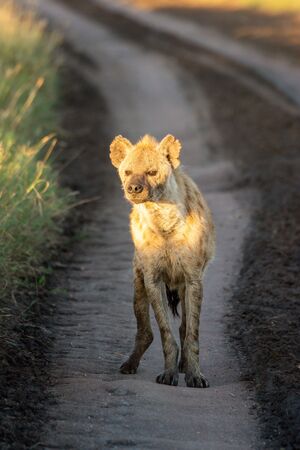 Spotted hyena stands on track in sunshineの写真素材