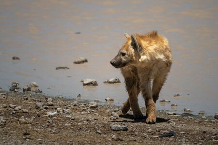 Spotted hyena turns while walking beside lakeの写真素材