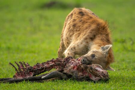Spotted hyena feeds on wildebeest in grassの写真素材