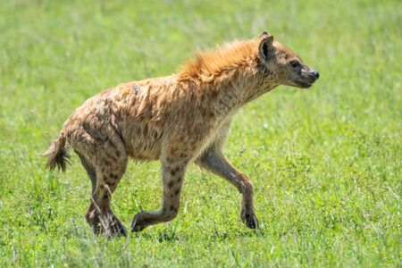 Spotted hyena in profile trotting across grassの写真素材