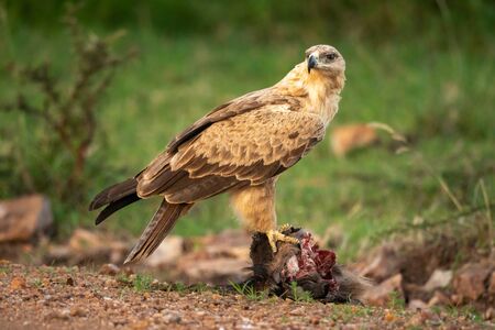 Tawny eagle perches on kill looking roundの写真素材