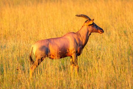 Topi stands in long grass facing rightの写真素材