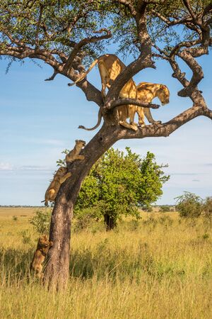 Three cubs follow two lionesses up treeの写真素材