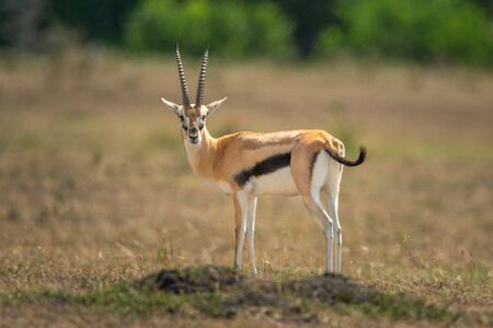 Thomson gazelle stands in grassland eyeing cameraの写真素材