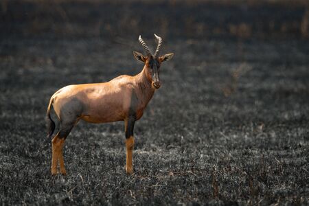 Topi stands eyeing camera in burnt grasslandの写真素材