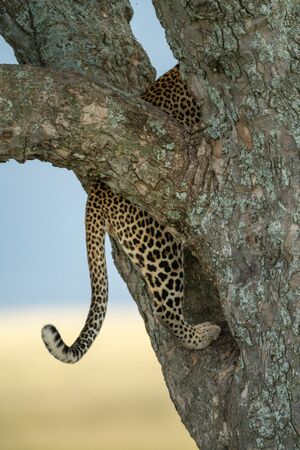 Tail and hindquarters of leopard climbing treeの写真素材